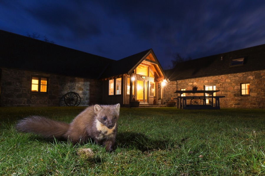 Pine marten at STBP base